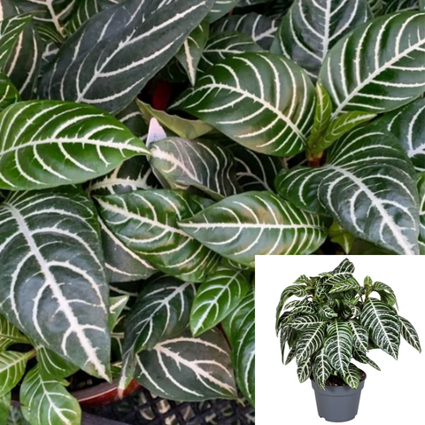 Zebra Prized Foliage Zebra White And Green Leaf Yellow Flower Indoor 1Gallon Pot Pre Live Plant Ht7 Best