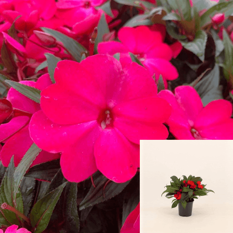 New Guinea Magenta Eye 6Inches Plant New Guinea Paradise Magenta Eye Plant Flower Live Plant