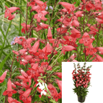 Penstemon Garnet 1Gallon Penstemon Garnet Beardtongue Red Plant Penstemon Mr7