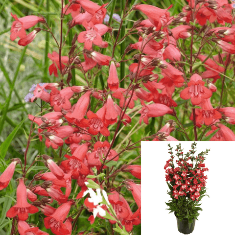 Penstemon Garnet 1Gallon Penstemon Garnet Beardtongue Red Plant Penstemon Mr7