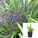 Dianella Tasred 1Gallon Pp18737 Flax Lily Plant Tasred Flax Lily Grass Live Plant Fr7