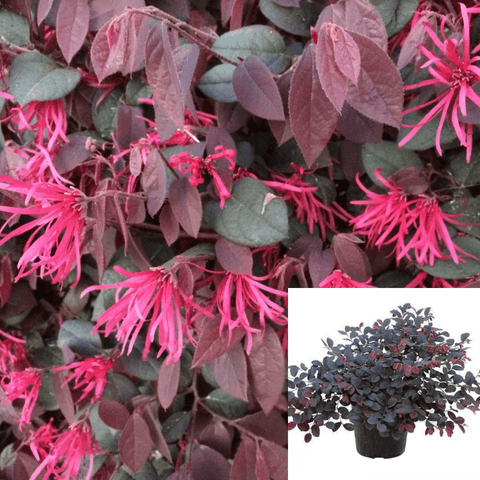 Loropetalum Chinense Rubrum Plant Chinese Fringe Red Flower 1Gallon Shrub Outdoor Live Plant Ht7