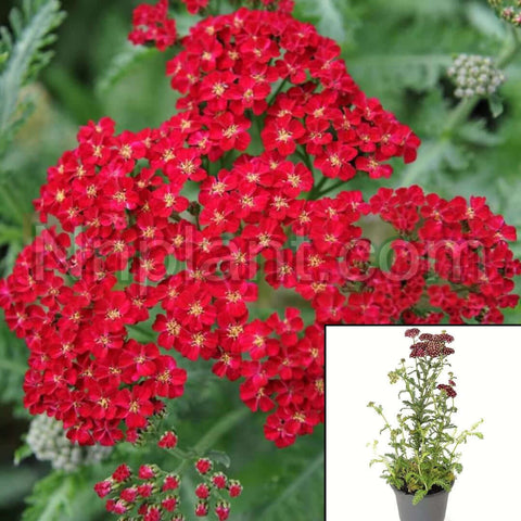 Achillea Red Velvet 1Gallon Yarrow Red Plant Yarrow Common Yarrow Achillea Millefo Live Plant Mr7