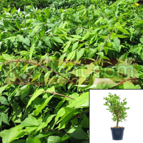 Euonymus Alata Compacta 5Gallon Burning Bush Winged Euonymus Burning Bush Win Live Plant Ho7