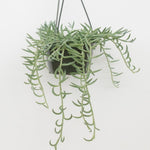 Senecio Radicans Plant String Of Fish Hooks Live Plant 1Gallon String Of Fishhooks Blue Vine Hanging Succulent Ht7 Best