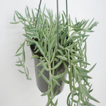 Senecio Radicans Plant String Of Fish Hooks Live Plant String Of Fishhooks Blue 4Inches Vine Hanging Succulent Ht7 Best