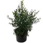 Ceanothus Skylark 1Gallon Plant Skylark California Lilac Blue Plant Ceanothus Thyrsiflorus Skylark Plant Outdoor Shrub L