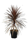 Cordyline Red Star 5Gallon Plant Red Star Cabbage Tree Plant Cabbage Palm