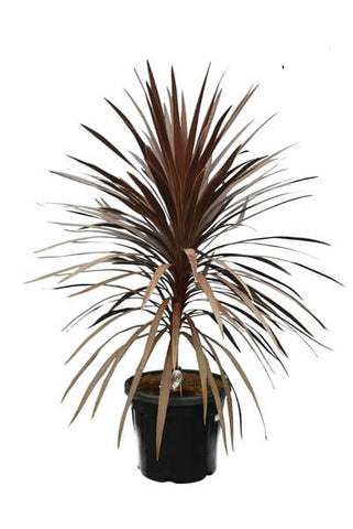 Cordyline Red Star 5Gallon Plant Red Star Cabbage Tree Plant Cabbage Palm