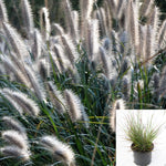 Pennisetum Alop Moudry 1 Gallon Plant Black Fountain Grass Chinese Outdoor Live Plant Gr7