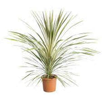 Cordyline Torbay Dazzler 5Gallon Plant Cabbage Palm Green Plant Cabbage Tree Plant Outdoor Palm Live Plant Gr7