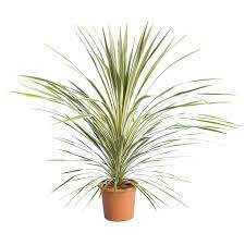 Cordyline Torbay Dazzler 5Gallon Plant Cabbage Palm Green Plant Cabbage Tree Plant Outdoor Palm Live Plant Gr7