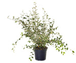 Cotoneaster Lacteus 5Gallon Plant Milkflower Cotoneaster Plant Parney Cotoneaster Plant Outdoor Shrub Live Plant Gr7A