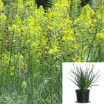Bulbine F Yellow 2Gallon Ckt Bulbine Frutescen Yellow Plant Burn Jelly Live Plant Outdoor Ht7