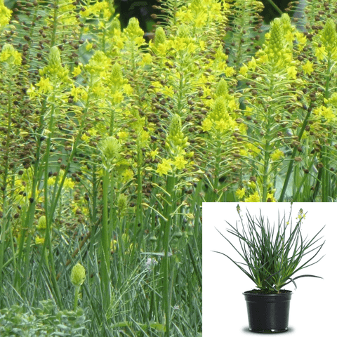 Bulbine F Yellow 2Gallon Ckt Bulbine Frutescen Yellow Plant Burn Jelly Live Plant Outdoor Ht7