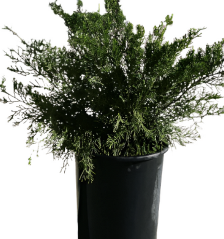 Juniperus Chinensis Pro Greenmound 5 Gallon Chinese Juniper Plant Shrub Outdoor Live Plant Ho7