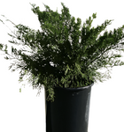 Juniperus Scopulorum Cologreen 5 Gallon Juniperus Chinensis Scopulorum Live Plant Ho7