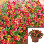 Calibrachoa Aloha Nani Red Plant Mini Petunia Red Live Plant 6Inches Pot Houseplant Healthyht7