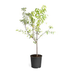 Fay Elberta Peach 5Gallon Plant Prunus Persica Fay Elberta Yellow Plant Outdoor Fruit Tree Live Plant Gr7