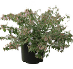 Abelia Grandiflora Kaleidoscope 1Gallon White Kaleidoscope Abelia Flower Hedge Plant Live Plant Frht7 Best