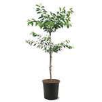 Fruit Cherry Stella 5Gallon Plant Prunus Avium Stella Dark Red Plant Stella Sweet Cherry Plant Outdoor Fruit Tree Live P