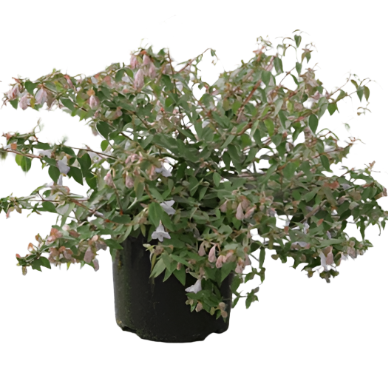 Abelia Grandiflora Kaleidoscope 1Gallon White Kaleidoscope Abelia Flower Hedge Plant Live Plant Frht7 Best