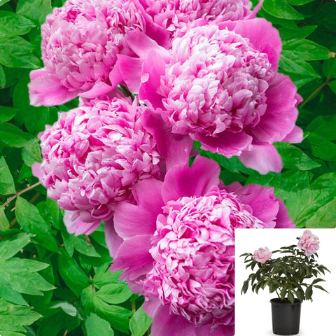 Peony Monsieur Jules Elie 5 Gallon Plant Paeonia Flower Live Plant Fr7