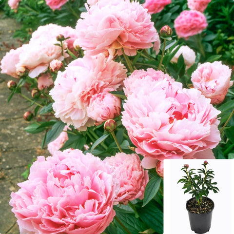 Peony Sarah Bernhardt 2 Gallon Plant Garden Paeonia Lactiflora Chinese Flower Live Plant Fr7 ht7
