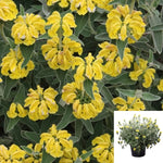 Phlomis Fruticosa 5Gallon Plant Jerusalem Sage Plant Shrubby Jerusalem Sage Flower Live Plant Gr7