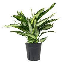 Dieffenbachia Panther Plant 1 Gallon Plant Dumb Cane Plant Leopard Lily Live Plant Indoor Plant Ht7