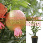 Punica Gran Nana 1Gallon Ppant Dwarf Pomegranate Plant Punica Granatum Nana Live Plant Outdoor Plant Fruit Frgr7