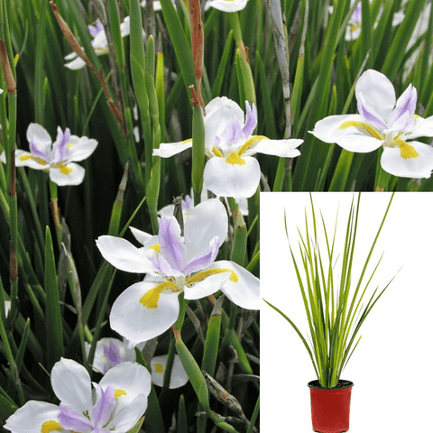 Dietes Vegeta Moraea 5Gallon Fortnight Lily Plant African Iris Fortnight Lily Morea Iris Live Plant Mrho7