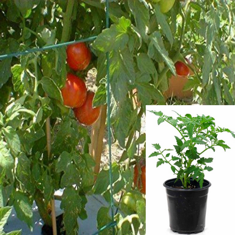 Tomato Better Boy Medium Size Fruit Tomatoes Plant Solanum Lycopersicum Red 4Inches Pot Gif Live Plant Solanum Lycopersi