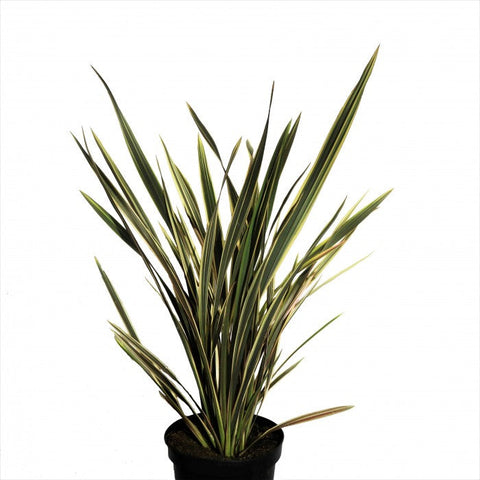 Phormium Allison Blackman 5Gallon Plant New Zealand Flax Alison Blackman Plant Outdoor Shrub Live Plant Gr7