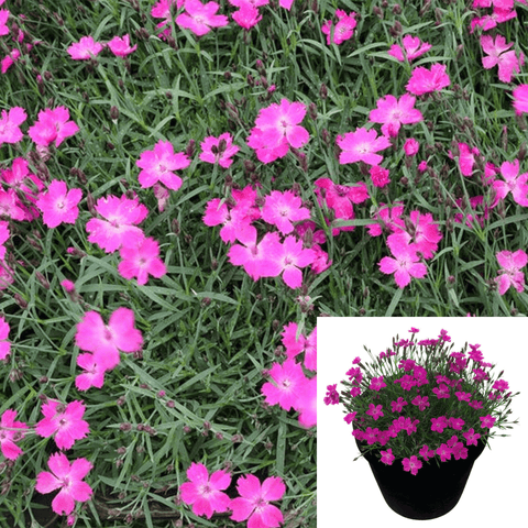 Dianthus Kahori Pink 1Gallon Pink Plant Kahori Pink Garden Pinks Plant Mr7