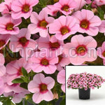 Calibrachoa Pastel Pink Plant Mini Petunia Pink Live Plant 6Inches Pot Houseplant Healthyht7