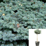 Picea Pungens Globosa Patio 5 Gallon Plant Spruce Colorado Blue Spruces Glauca Live Plant Gg7