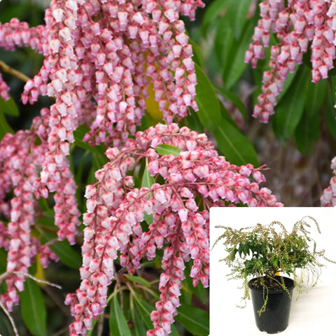 Pieris Japonica Valley Rose 1Gallon Lily Of The Valley Shrub Valley Rose Japanese Pieris Evergreen Shrub Gg7 Live Plant