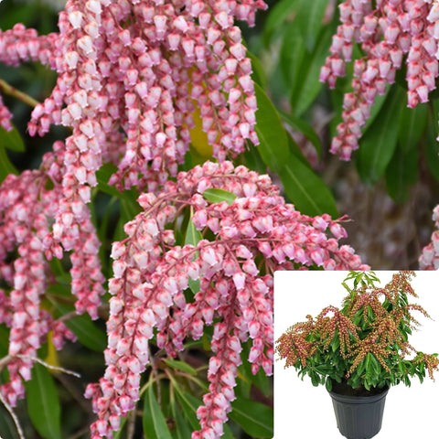 Pieris Japonica Valley Rose 5 Gallon Lily Of The Valley Shrub Valley Rose Japanese Pieris Evergreen Shrub Gg7