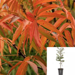 Pistacia Chi Keith Davey 5Gallon Plant Chinese Pistache Plant Chinese Pistachio Keith Davey Plant Pistacia Chinensis Tree Live Plant Gr7