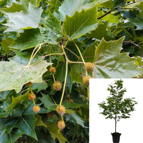 Platanus Ace Columbia 5Gallon Plant London Plane Plant Bloodgood London Planetree Plant Oriental Plane Tree Tree Live Plant Gr7