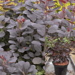 Cotinus Purpureus Multi 5Gallon Royal Purple Smoke Live Plant Outdoor Fr7