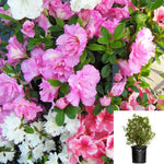 Azalea Encore Assorted 5 Gallon Plant Moonlight Flower Live Plant Gr7
