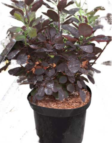 Cotinus Coggyria Grace 5Gallon Cotinus Purpureus Multi 5Gallon Royal Purple Smoke Live Plant Outdoor Gg7