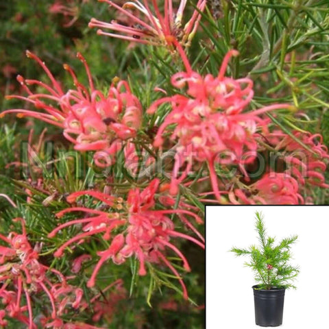 Grevillea Noellii 1Gallon Plant Noel Grevillea Plant Ferrari Red Grevillea Live Plant Gr7