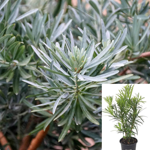 Podocarpus Blue Mist 5Gallon Plant Breede River Yellowwood Plant Breeriviergeelhout Plant Westelike Geelhout Tree Live Plant Gr7