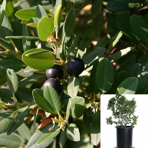 Rhamnus San Bruno 5Gallon Plant Mound San Bruno Coffeeberry Plant Coffeeberry Plant Mound San Bruno Tree Live Plant Fr7