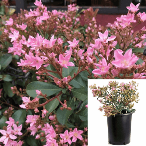 Rhaphiolepis Ind Pink Lady Plant Indian Hawthorn 5Gallon Plant Rhaphiolepis Indica Pink Ht7