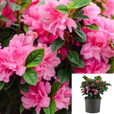 Azalea Encore Carnation 3Gallon Plant Autumn Carnatio Plant Encore Azalea Plant Pink Encore Azalea Flower Live Plant Gr7