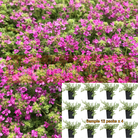 Thyme Pink Chintz Plant  Pink Chintz Creeping Thyme Plant Live Plant Ground Cover Plant 6Pack Of 2Inches Pot